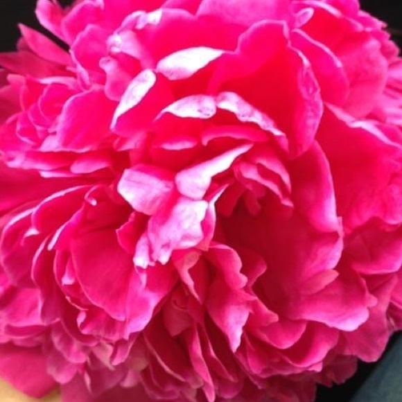 rosiscarpulla